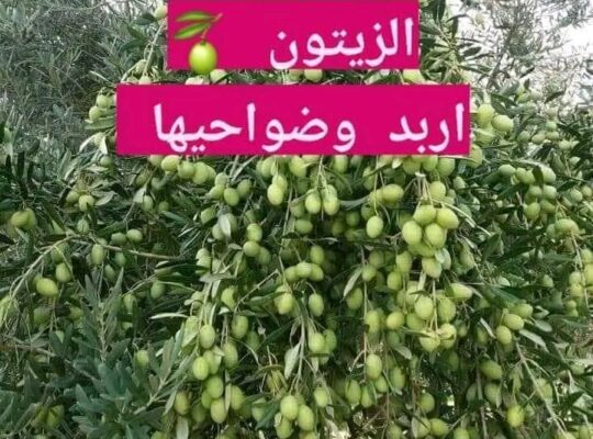 باحثين عن عمل لموسم قطاف الزيتون