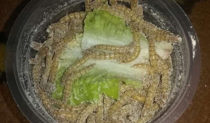 Mealworm دود قبابي حي ميلوورم مزارع خنافس لإنتاج دود القبابي