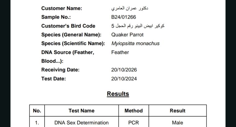 ببغاء كويكر الراهب اليف جدآ